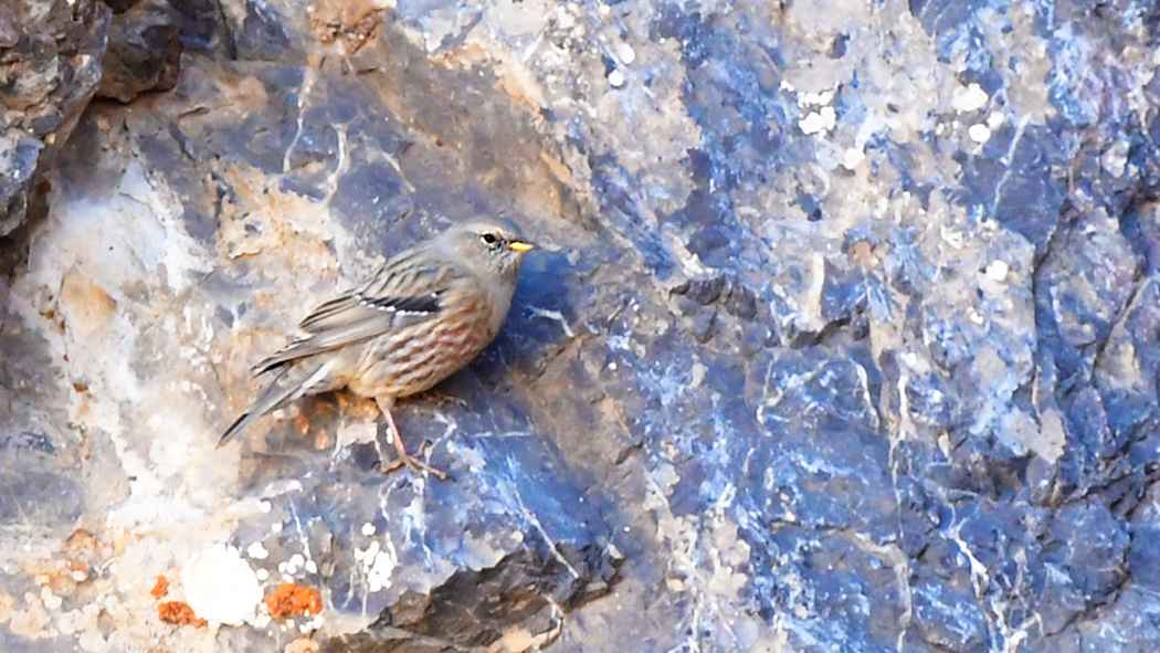 Alpine Accentor
